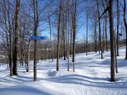 Piste forestière déboisée (Gladed Run)