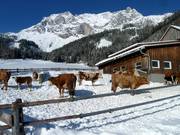 Les enfants adorent les vaches au bord des pistes.