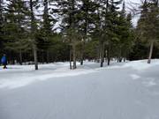 Piste familiale La Forêt Enchantée