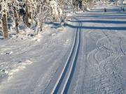 Piste de ski de fond sur le Fichtelberg