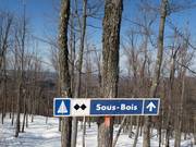 Descente difficile en forêt