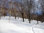 Neige poudreuse dans la forêt clairsemée