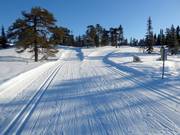 Piste de ski de fond à Högfjället (Sälen)