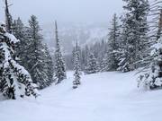 Neige poudreuse au télésiège Milly Express