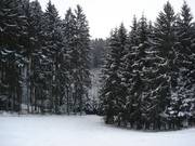 Descente en forêt avant le chemin de liaison