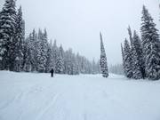 Piste très facile au Red Mountain Resort