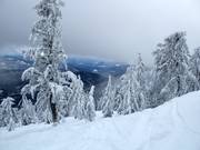 Descentes en forêt non damées avec poudreuse (Gladed Runs)