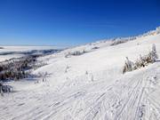 Vue sur les pentes de poudreuse au téléski West Bowl