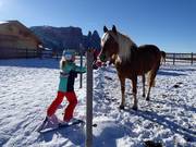 Les chevaux ravissent les enfants.