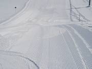 Velours matinal sur la Rhododendron