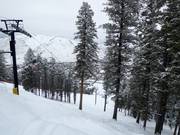 Descente en forêt claire Big Horn