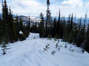 Descente à travers des zones boisées éclaircies (Gladed Run)