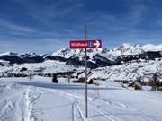 Signalisation sur les pistes