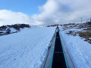 Balade à poney Blue Cow