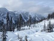 Descente forestière déboisée et non damée Ramble On