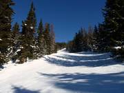 De belles descentes faciles à travers la forêt