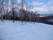De la piste à la forêt claire