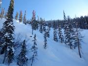 Pistes en forêt déboisée (Gladed Runs)
