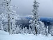 Très apprécié : ski en forêt à travers les bois clairsemés