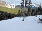 Les Monster Glades dans le domaine skiable de Nakiska