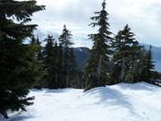 Descente forestière difficile