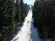 Traces à travers les forêts