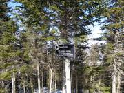 Les descentes à travers les forêts éclaircies (Gladed Runs) sont très appréciées.