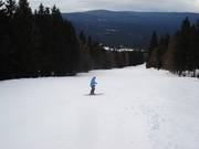Un kilomètre et demi de piste traverse une trouée dans la forêt.