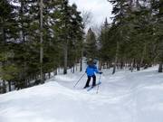 Piste forestière défrichée La Rigolo
