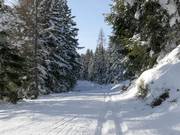 Piste de ski de fond d’altitude Rittisberg à 1 500 m
