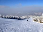 Piste facile Świerkowa depuis Małe Skrzyczne