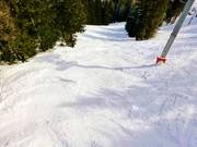 Clairière en forêt sous le télésiège 4 places Méné