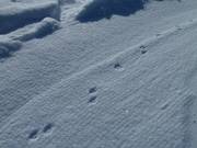 Le renard Schetti a-t-il laissé ses traces ici ?