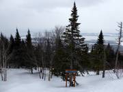 Pistes forestières déboisées au Mont-Sainte-Anne