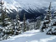 Pistes Glades (descentes en forêt éclaircie) au North Peak