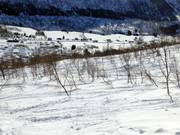 Tree runs à travers des forêts de bouleaux