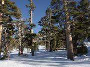 Pistes forestières dégagées (Gladed Runs)