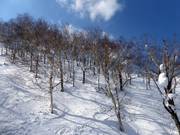 "JaPow" Japan Powder dans les forêts clairsemées