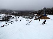 Piste au terminal Quad Blue Cow