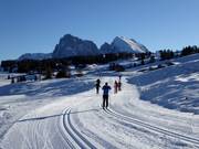 Pistes de ski de fond sur l'Alpe de Siusi avec le Langkofel et le Plattkofel en arrière-plan