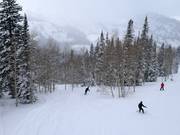 Descentes à travers les arbres et les forêts (tree skiing)