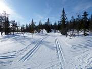 Pistes de ski de fond à Kläppen