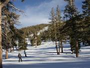 Descentes faciles en forêt