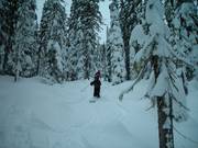 Descentes en forêt non damées avec neige profonde (Gladed Runs)