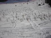 Reboisement dans le domaine skiable