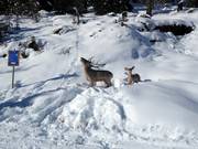 Animaux sauvages sur la piste de descente vers la vallée