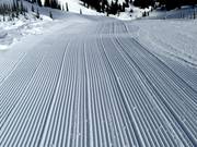 Traces fraîches dans la neige