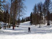 Traverse une belle forêt mixte : piste B1