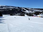 Piste facile Nybegynnerbakken