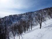 Des forêts claires attendent les freeriders